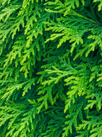 Aged Thuja
