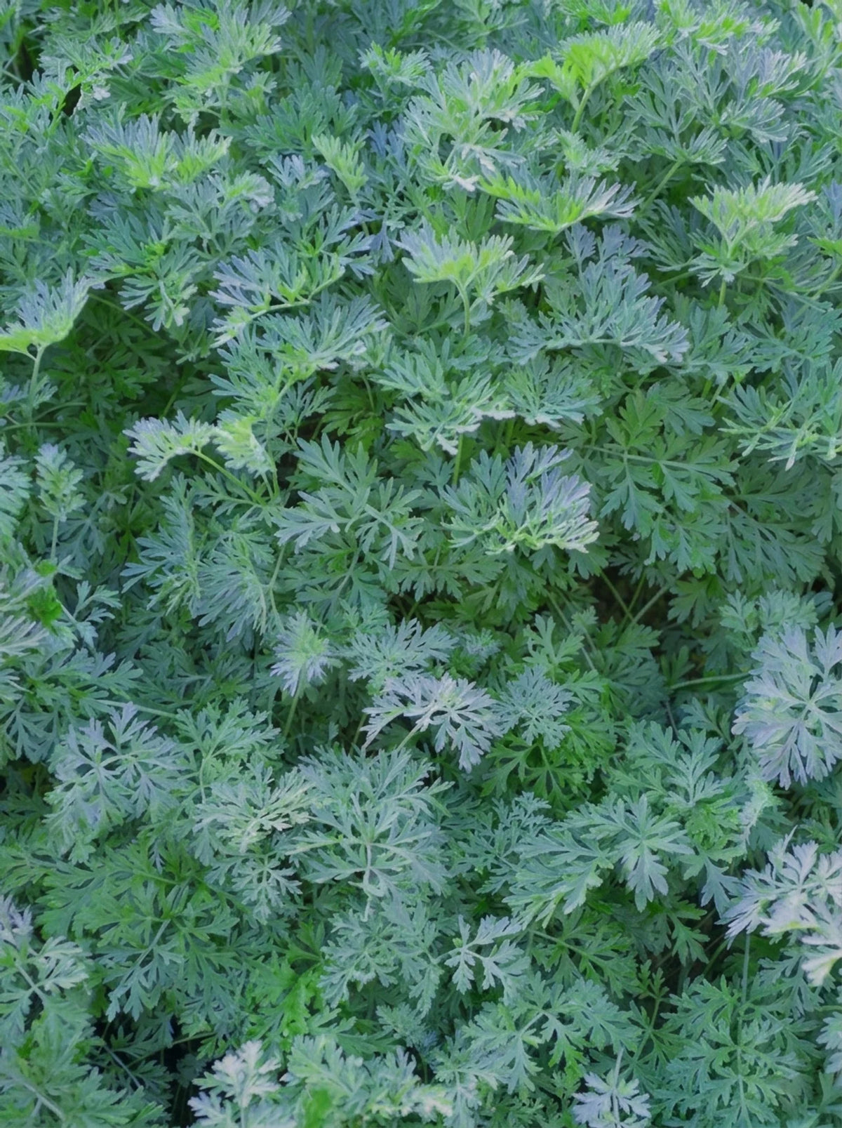Wormwood